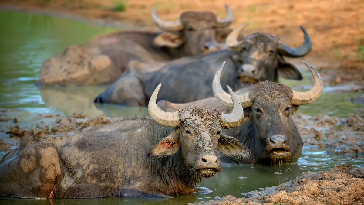 Yala National Park, Sri Lanka