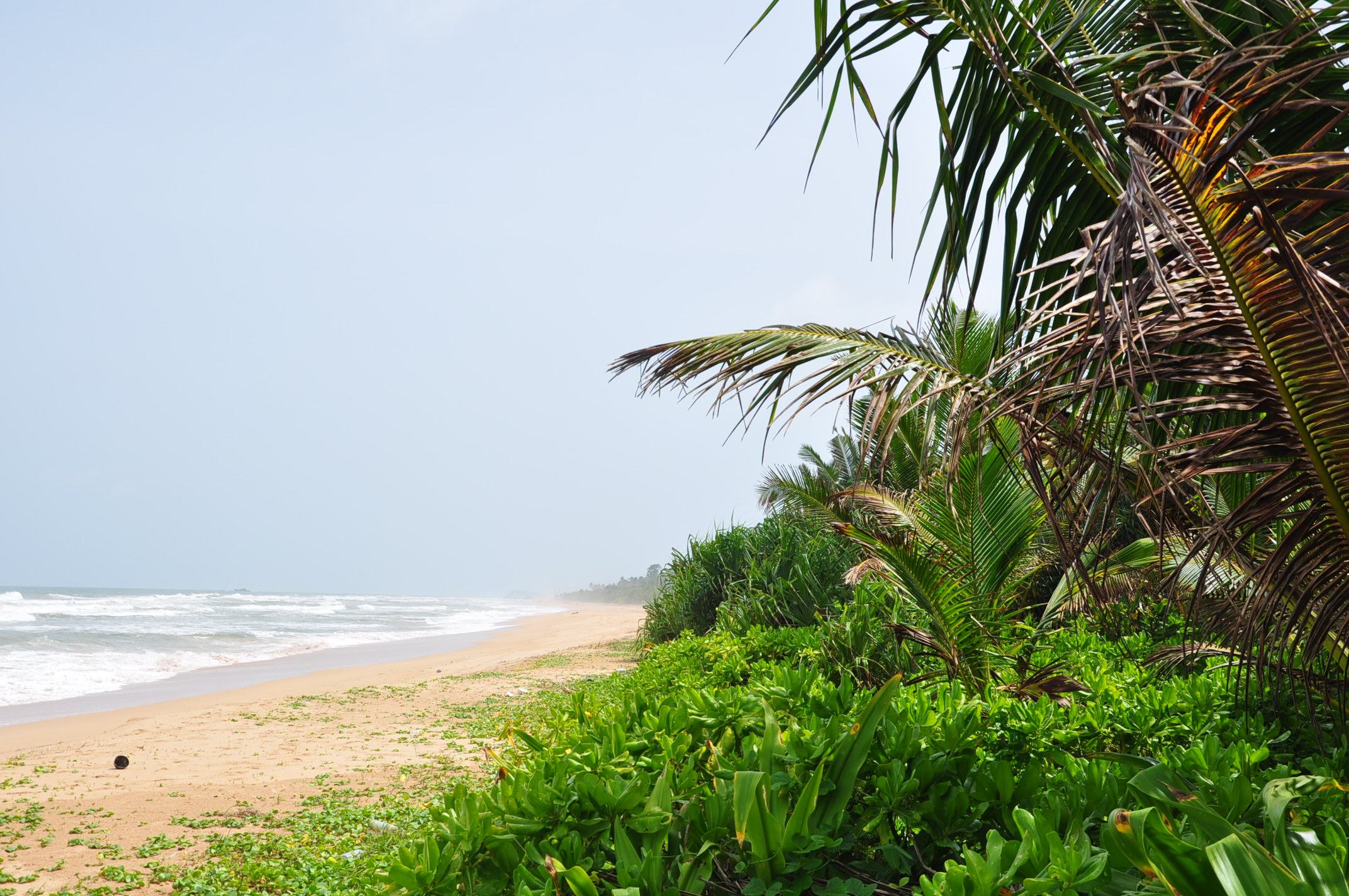 Golden sand beach in Bentota, Sri Lanka