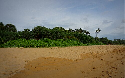 Sunset over Bentota beach with golden sand and coconut palms