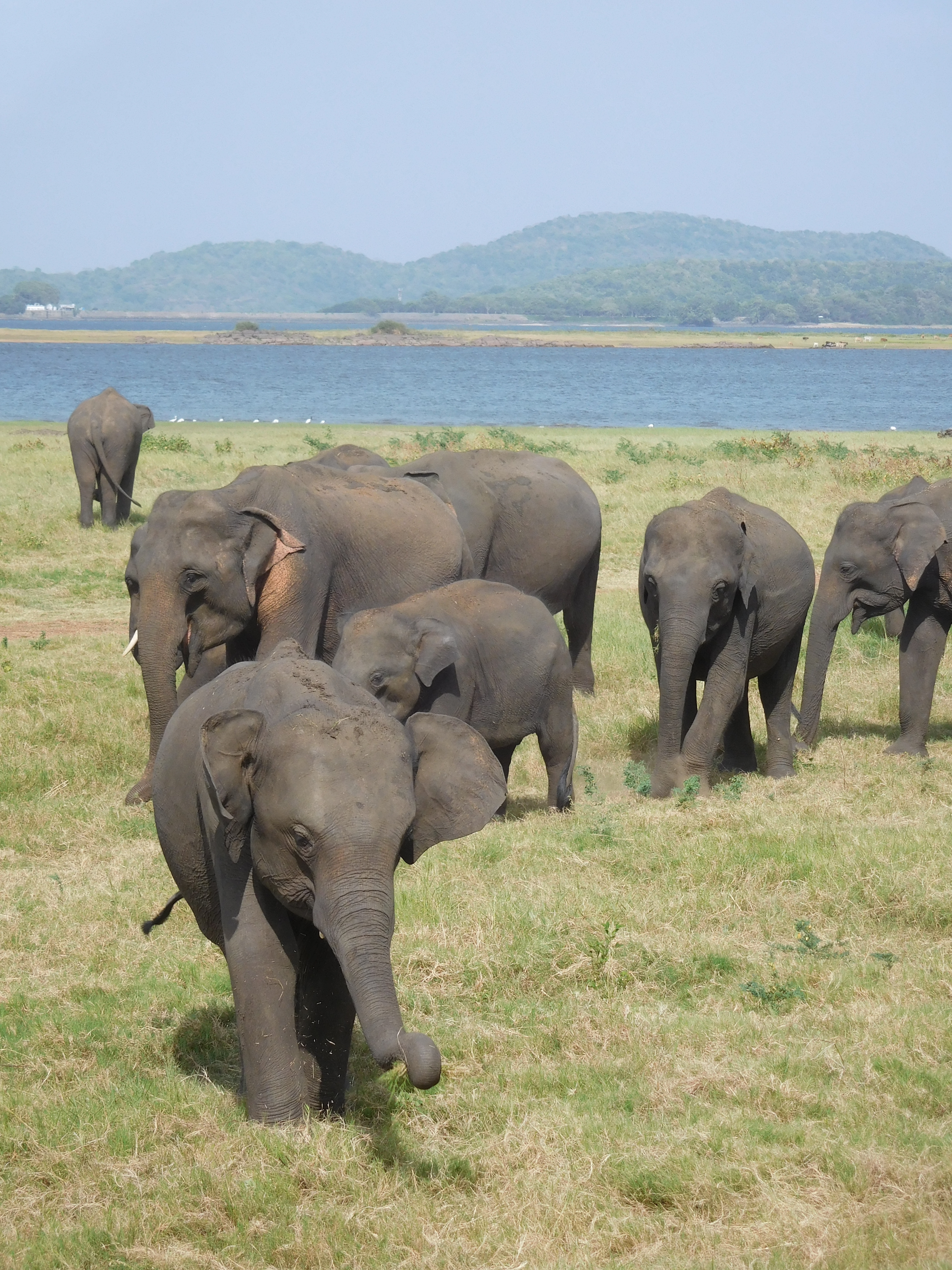 Herd of elephants by the lake at Minneriya National Park, Sri Lanka