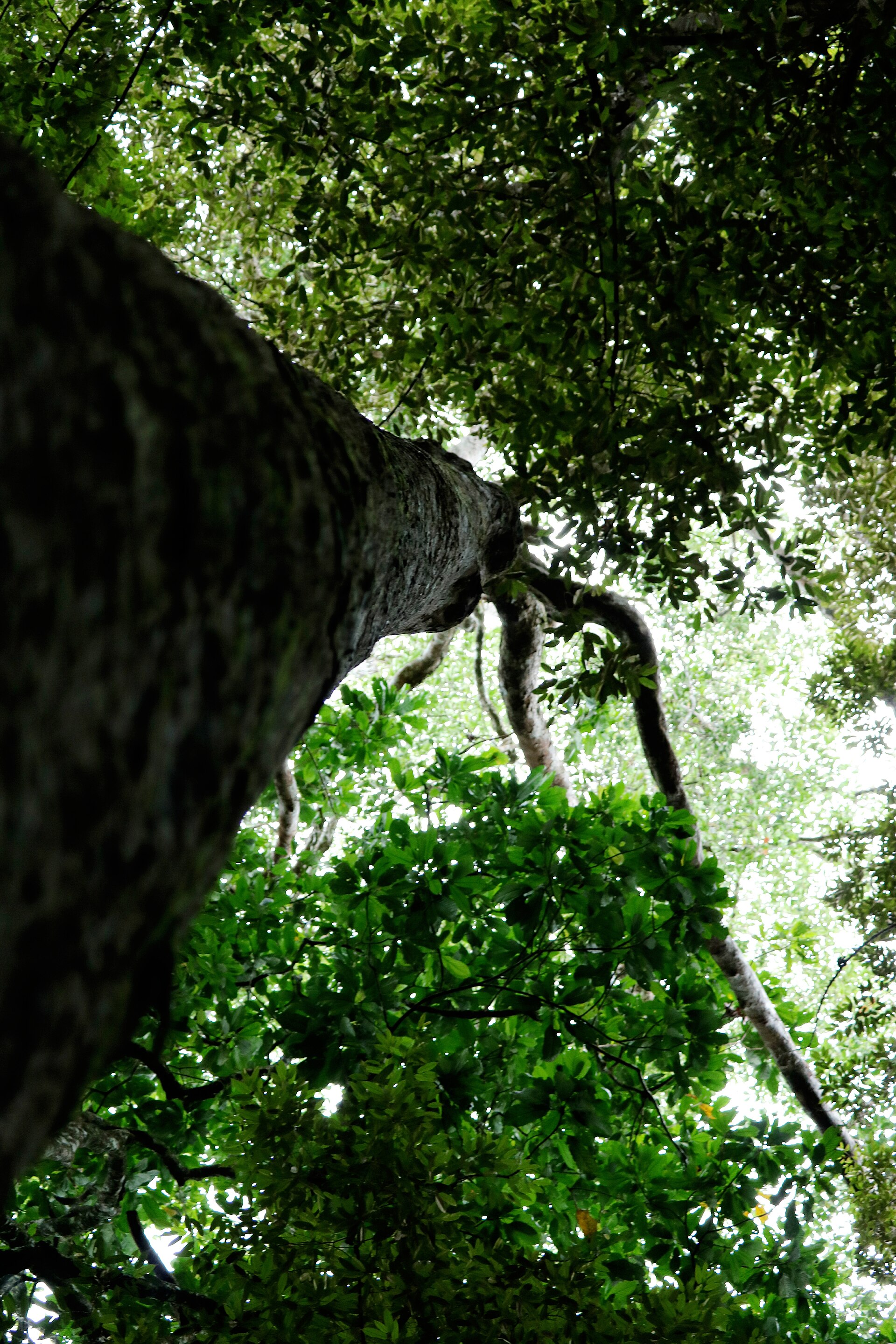 Sinharaja rainforest canopy in Sri Lanka, the wettest mosquito habitat in the review data