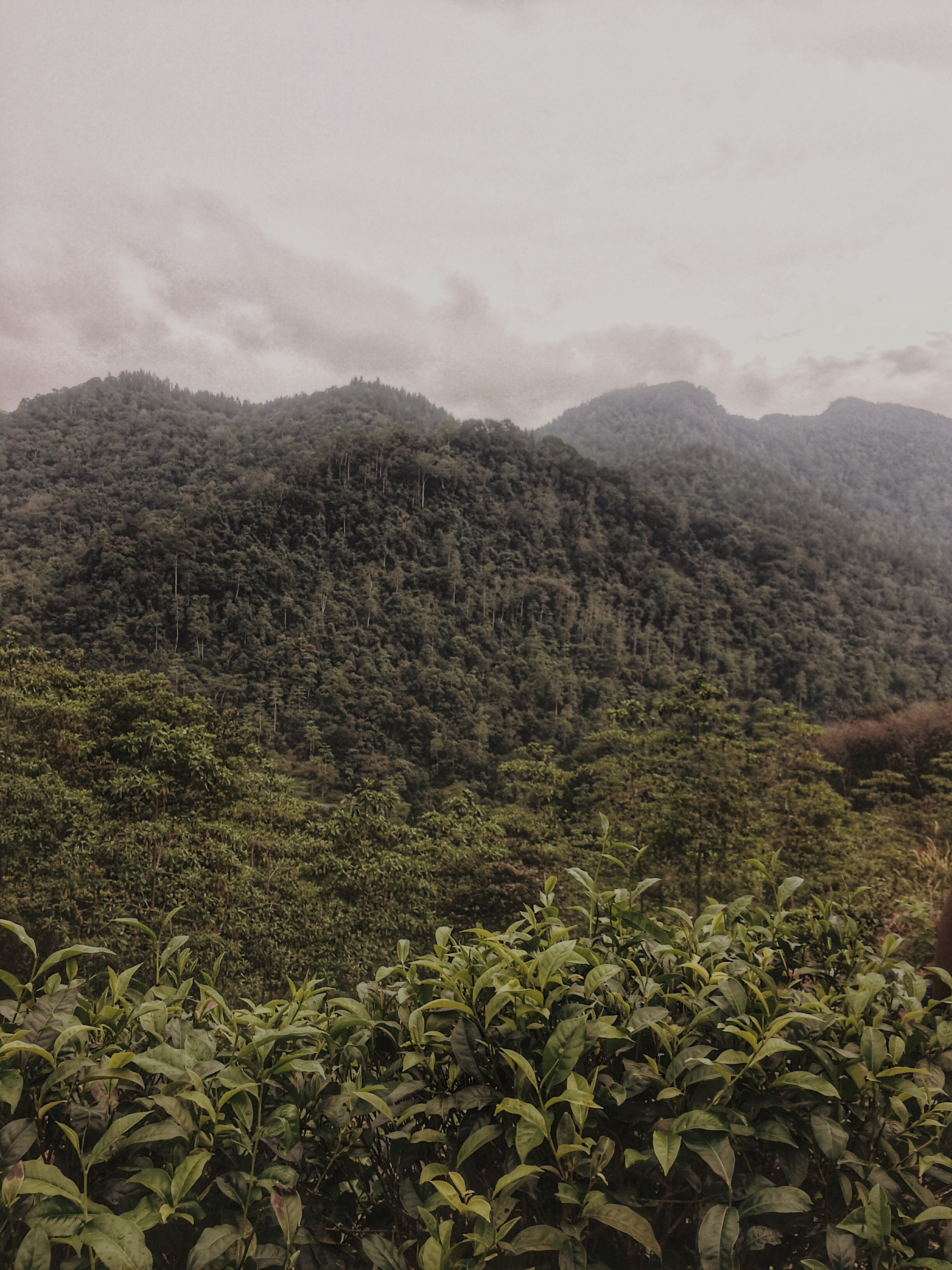 View of the dense Sinharaja rainforest canopy from an elevated trail, Sri Lanka