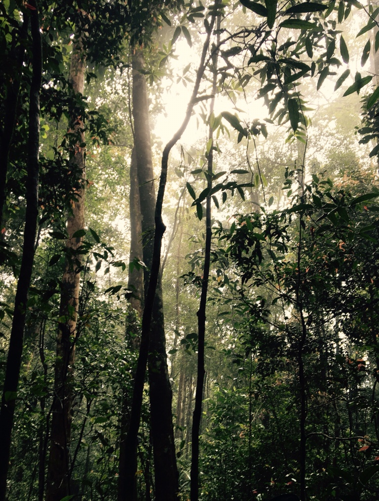 Dense canopy of Sinharaja Rainforest, Sri Lanka's UNESCO World Heritage rainforest