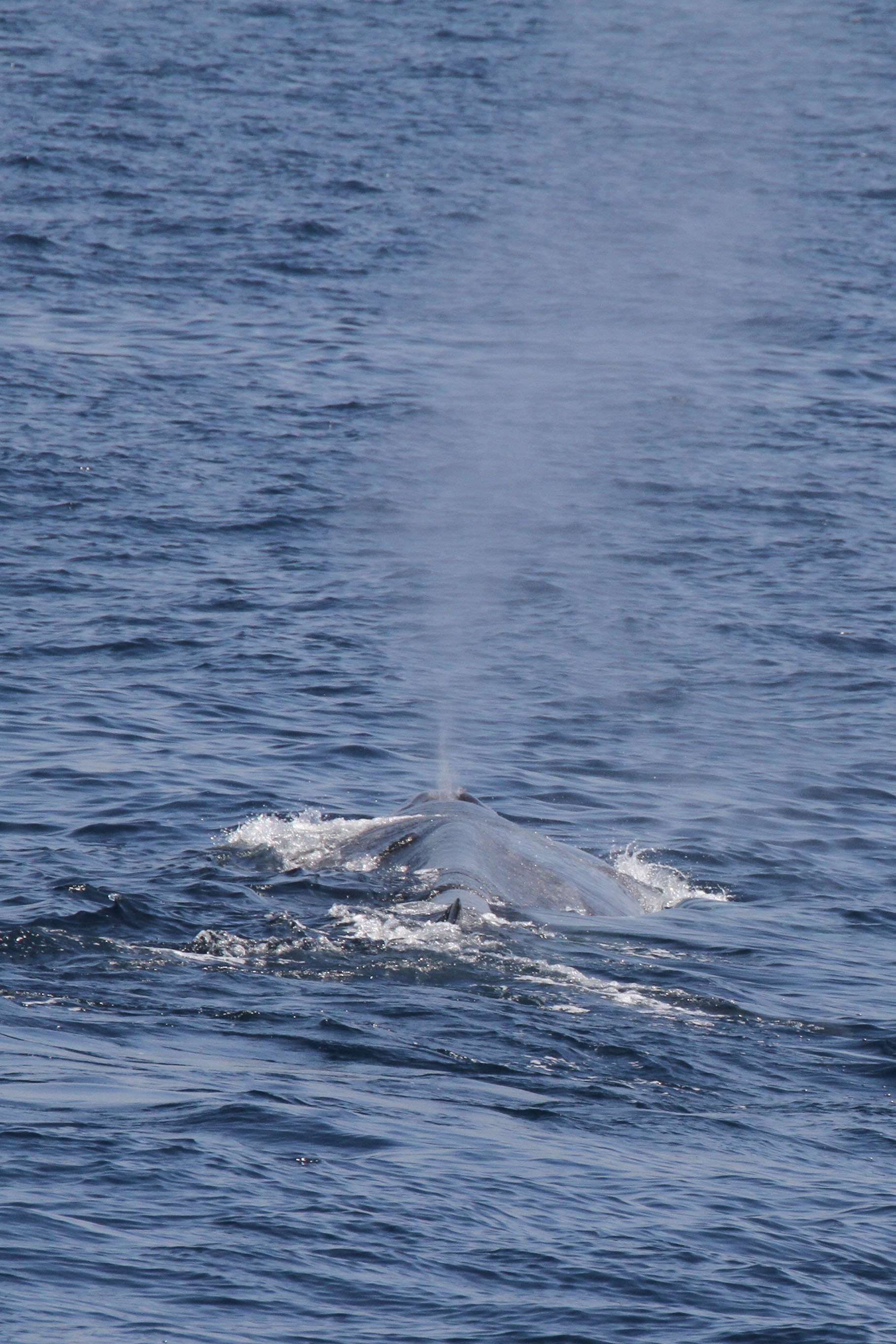 Blue whale surfacing off Mirissa, south coast Sri Lanka, with a whale-watching boat in the distance in December