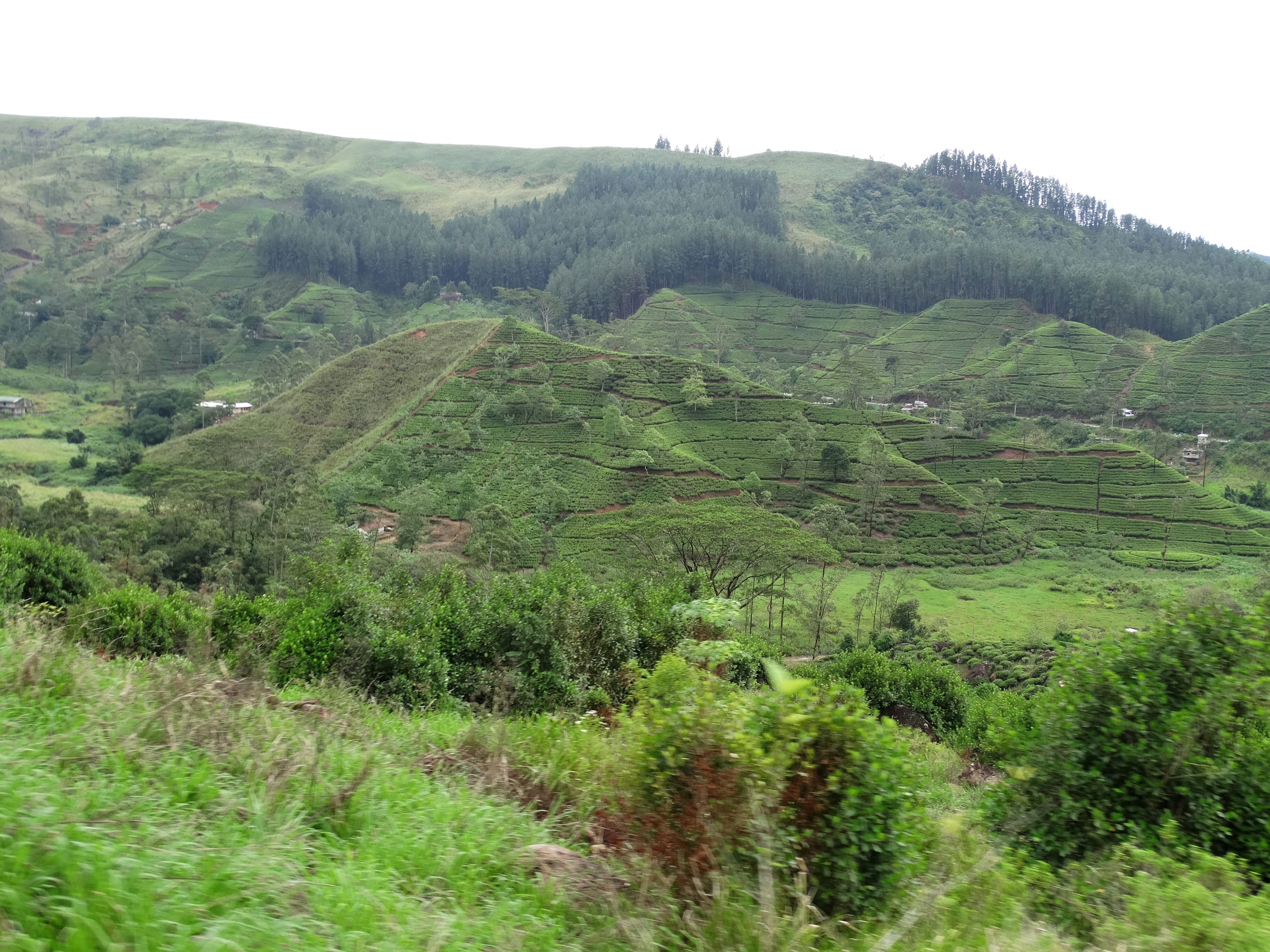 Scenic train winding through lush green tea plantations and hills of Sri Lanka's hill country