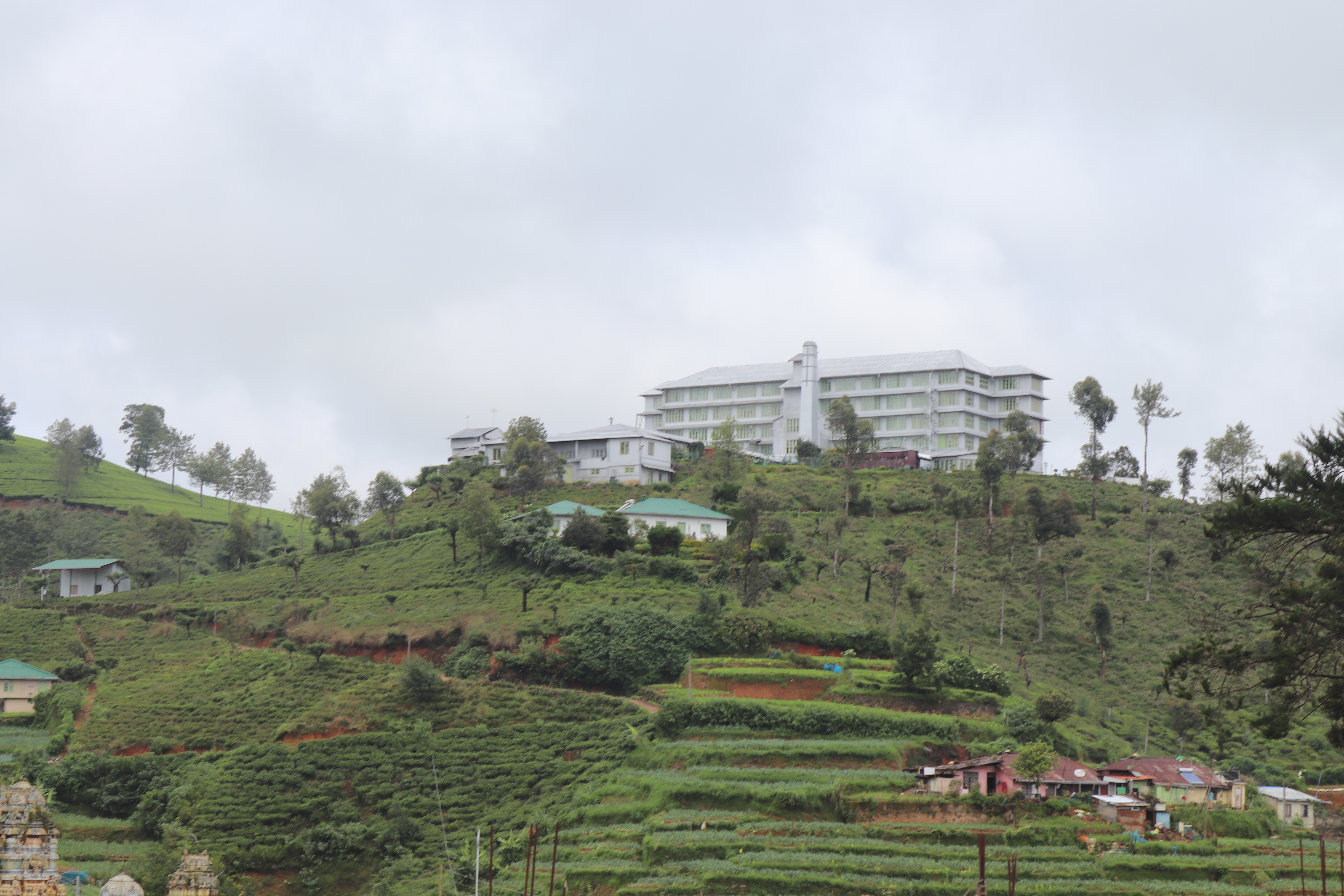 Scenic tea estate in Nuwara Eliya, Sri Lanka hill country