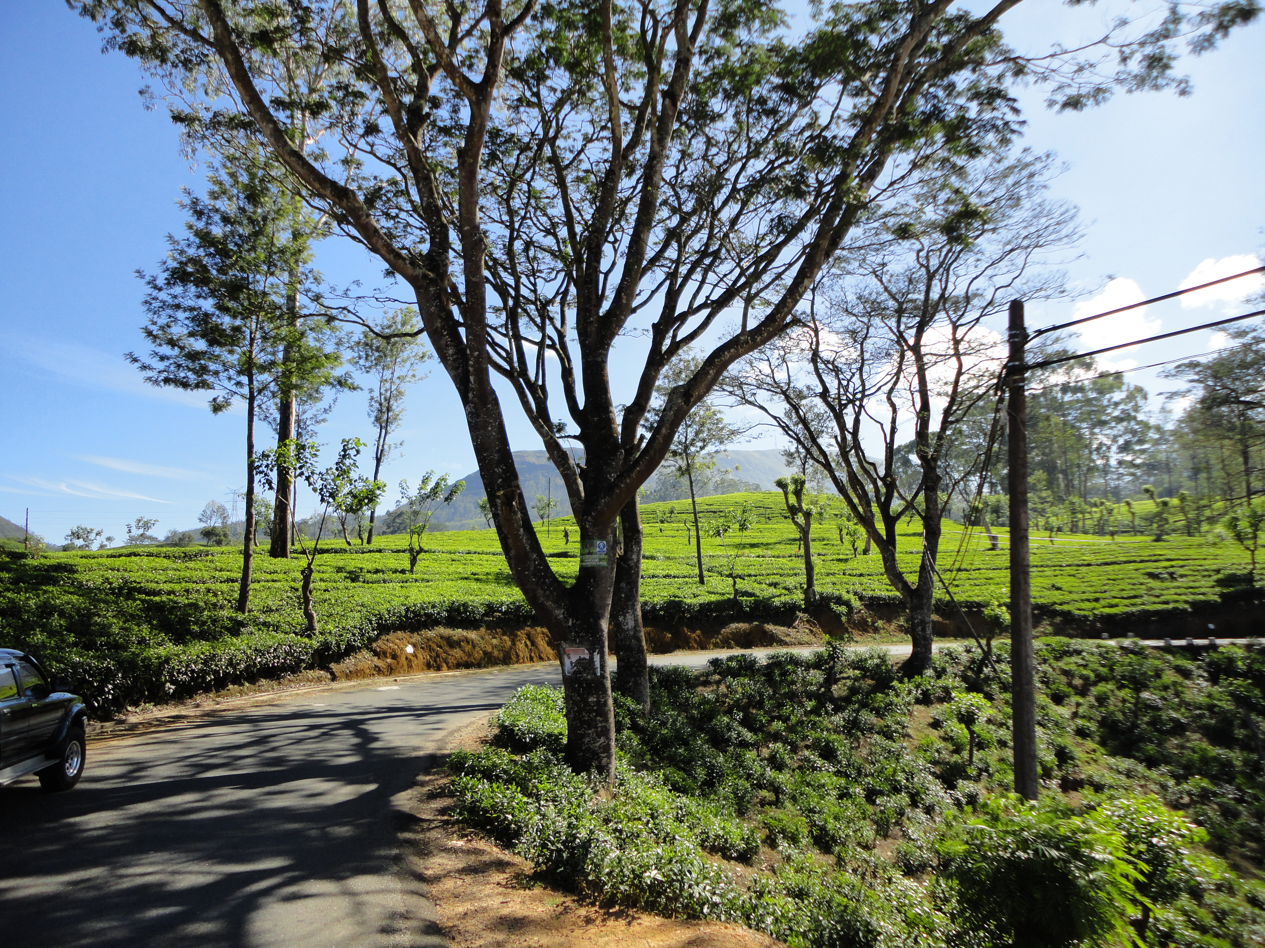 Rolling green tea plantations in Sri Lanka hill country, best experienced on a self-drive tuk-tuk journey